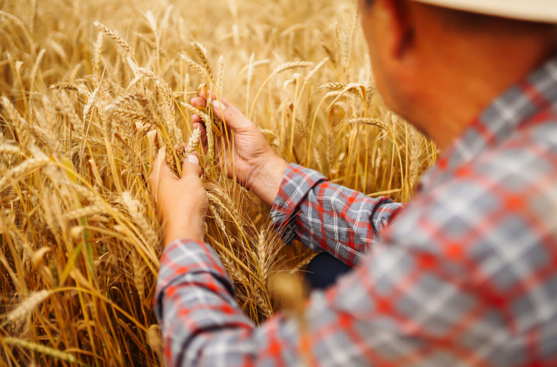Melhorar a gestão da qualidade traz diversos benefícios para o setor de grãos