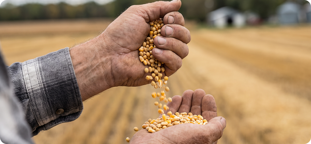Mãos de agricultor derramando grãos de soja dourados no campo, representando a originação de safras e a matéria-prima da indústria de grãos